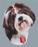 (image for) Suzi - Shih Tzu